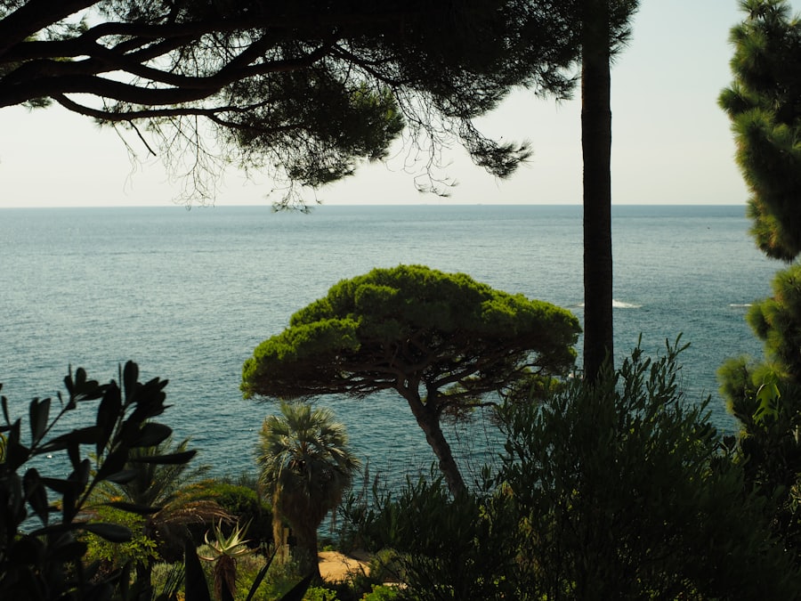 Sentier bordé de végétation avec vue sur la mer