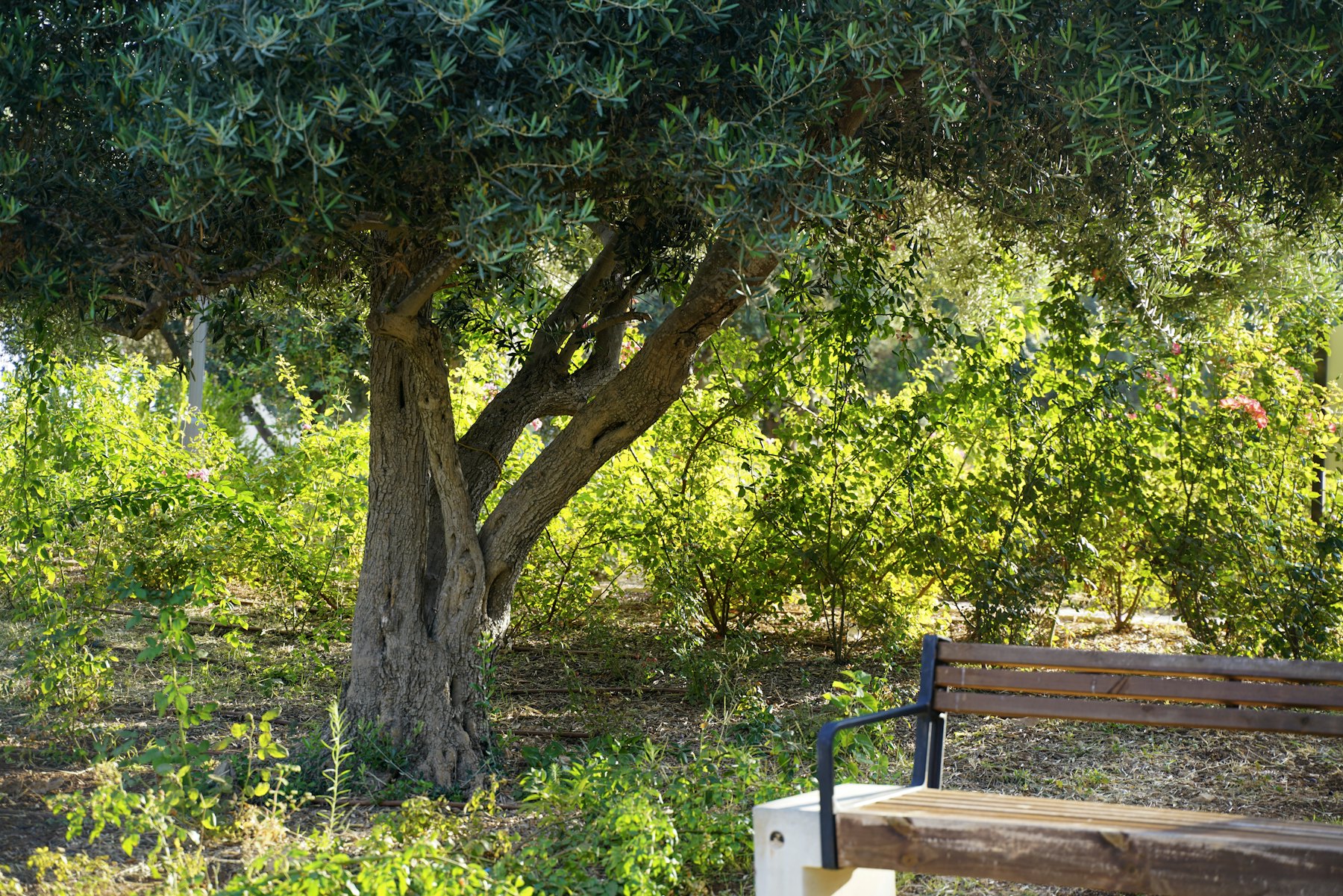 Vieil olivier et banc en bois dans un jardin méditerranéen
