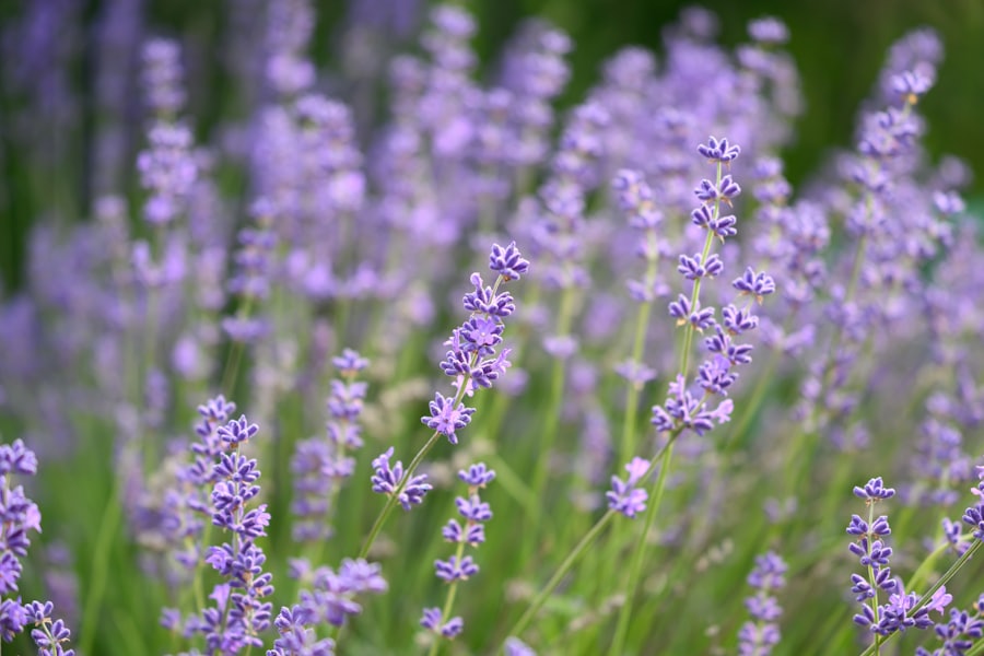 Massif de lavandes en fleur
